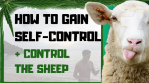 Sheep are hard to lead….