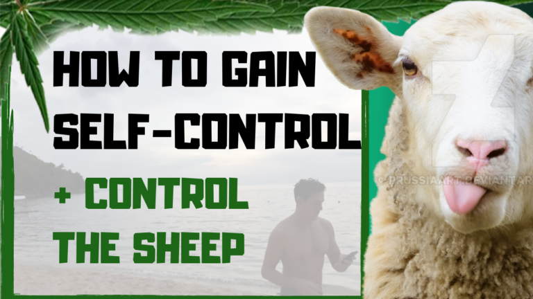 Sheep are DAMN hard to lead….